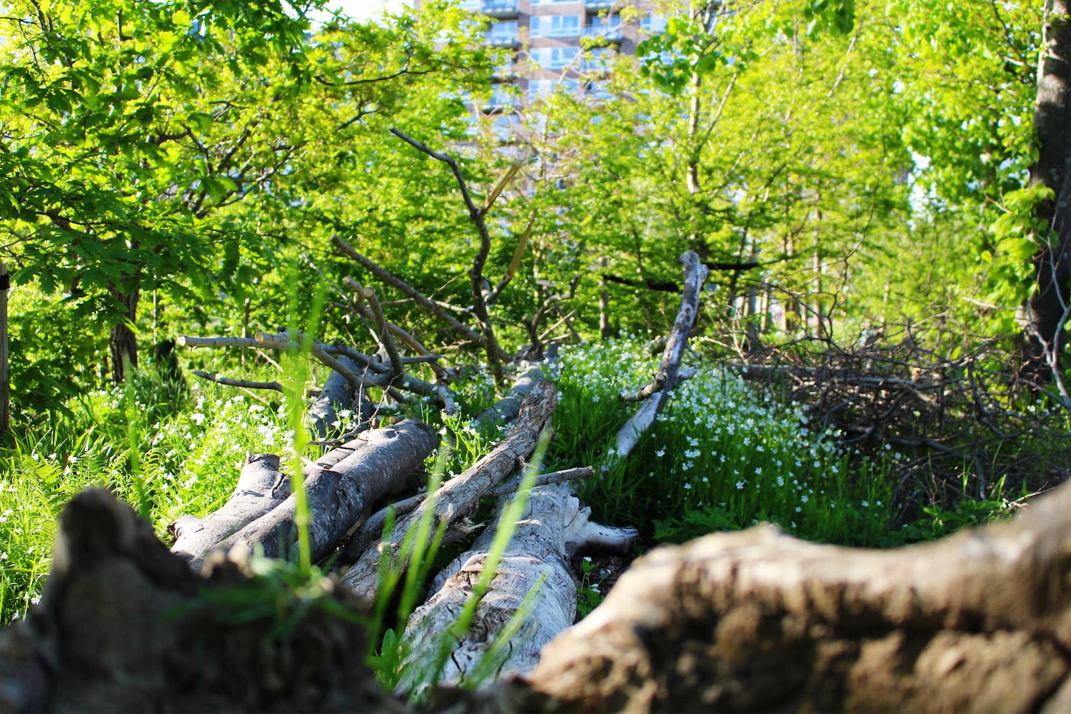 I Ørestad genanvendes afhuggede grene og andet affaldstræ, så det bliver i bydelen - blandt andet i form af såkaldte kvashegn og -bunker. Til gavn for biodiversitet i byen.