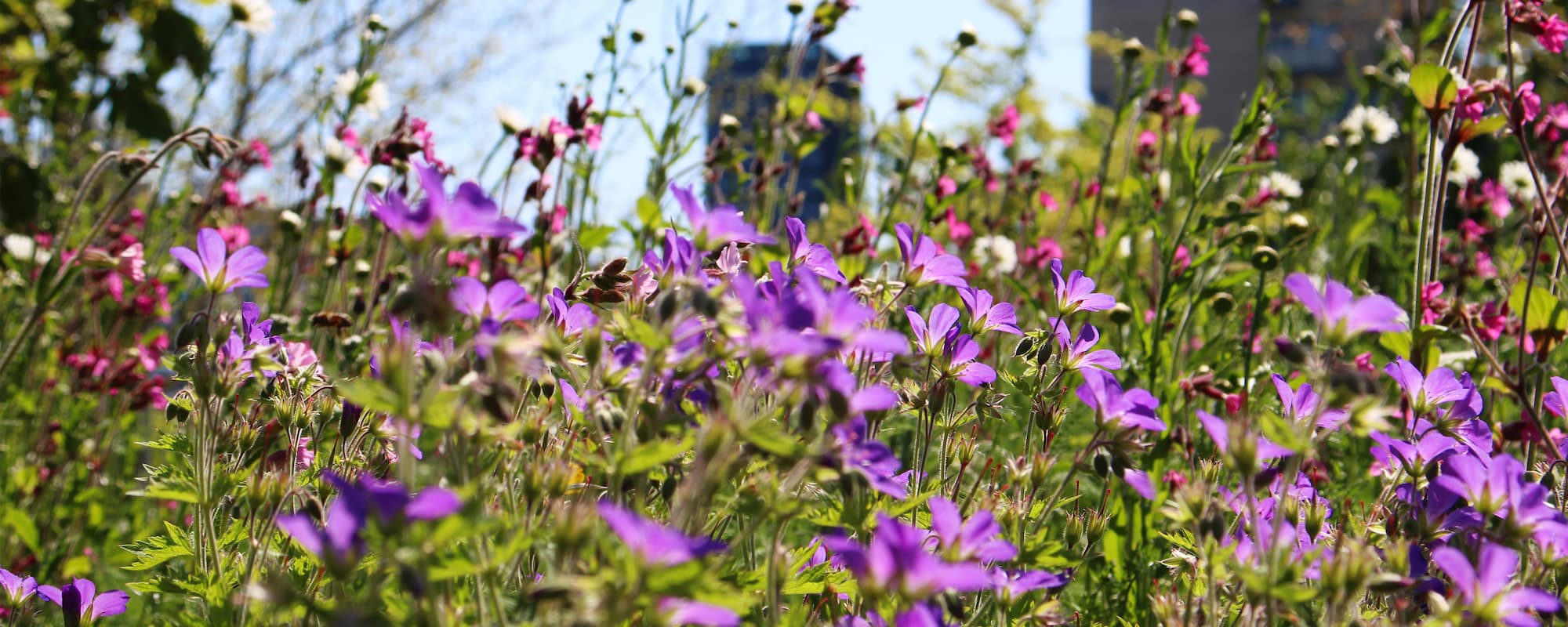 Insektvenlig beplantning spiller en central rolle i Ørestads bynatur og parkudtryk. På billedet ses blomster i Byparken.