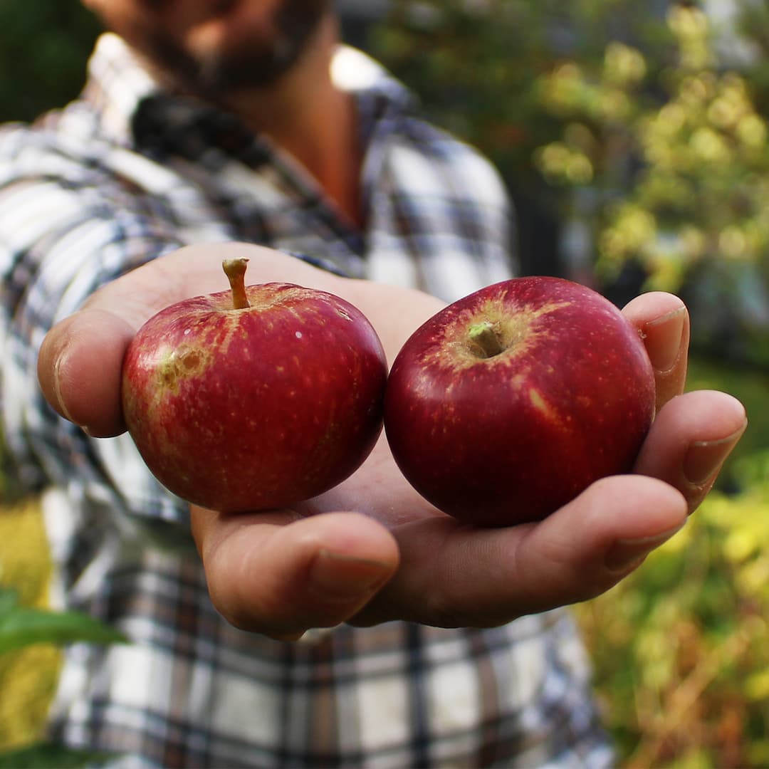 Flere af Ørestads grønne områder er lige til at spise. Lommeparker og nyttehaver som Frugtlommen, Løvtaget og Skovpladsen i Arenakvarteret byder på frugt, bær og urter, som du gerne må sanke.