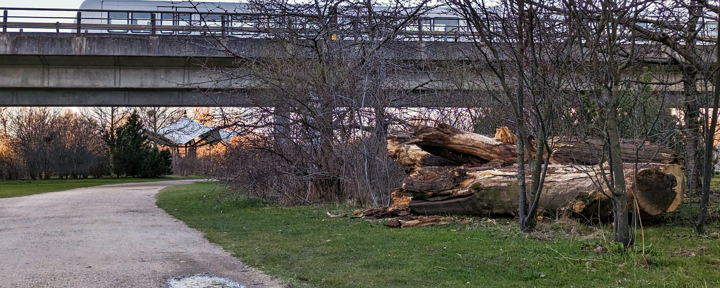 I Ørestad elsker vi døde træstammer. Her har et udtjent træ fået nyt liv på Grønningen, hvor et metrotog suser hen over parken.