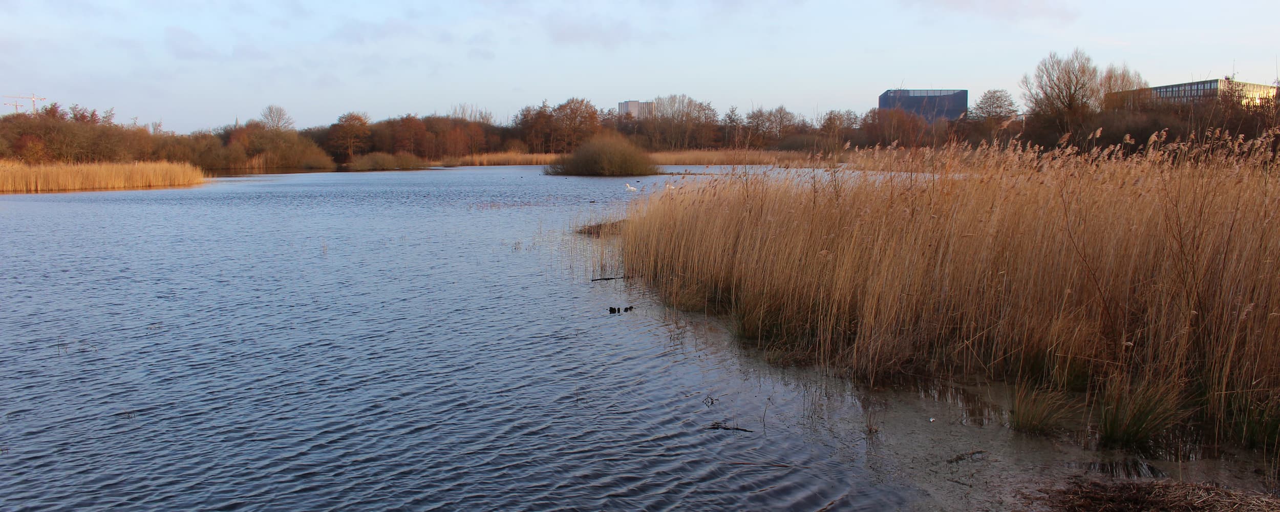 Grønjordssøen tørrer ofte ud, fordi den har svært ved at holde på vandet. Derfor pumper Københavns Kommune nu, i samarbejde med Ørestad Vandlaug, 15.000 kubikmeter nyt vand fra Ørestads kanalsystem i søen.