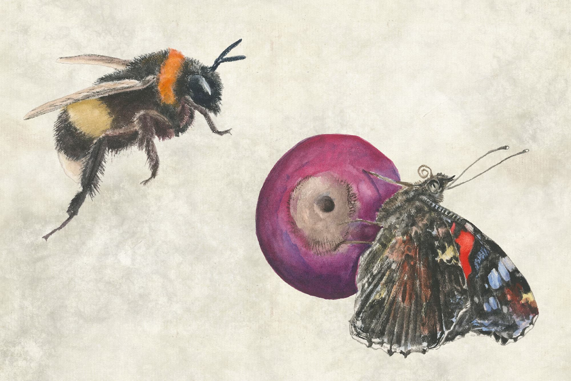 Illustrationer af en humlebi og en admiralsommerfugl. Illustreret af Jens Overgaard Christensen