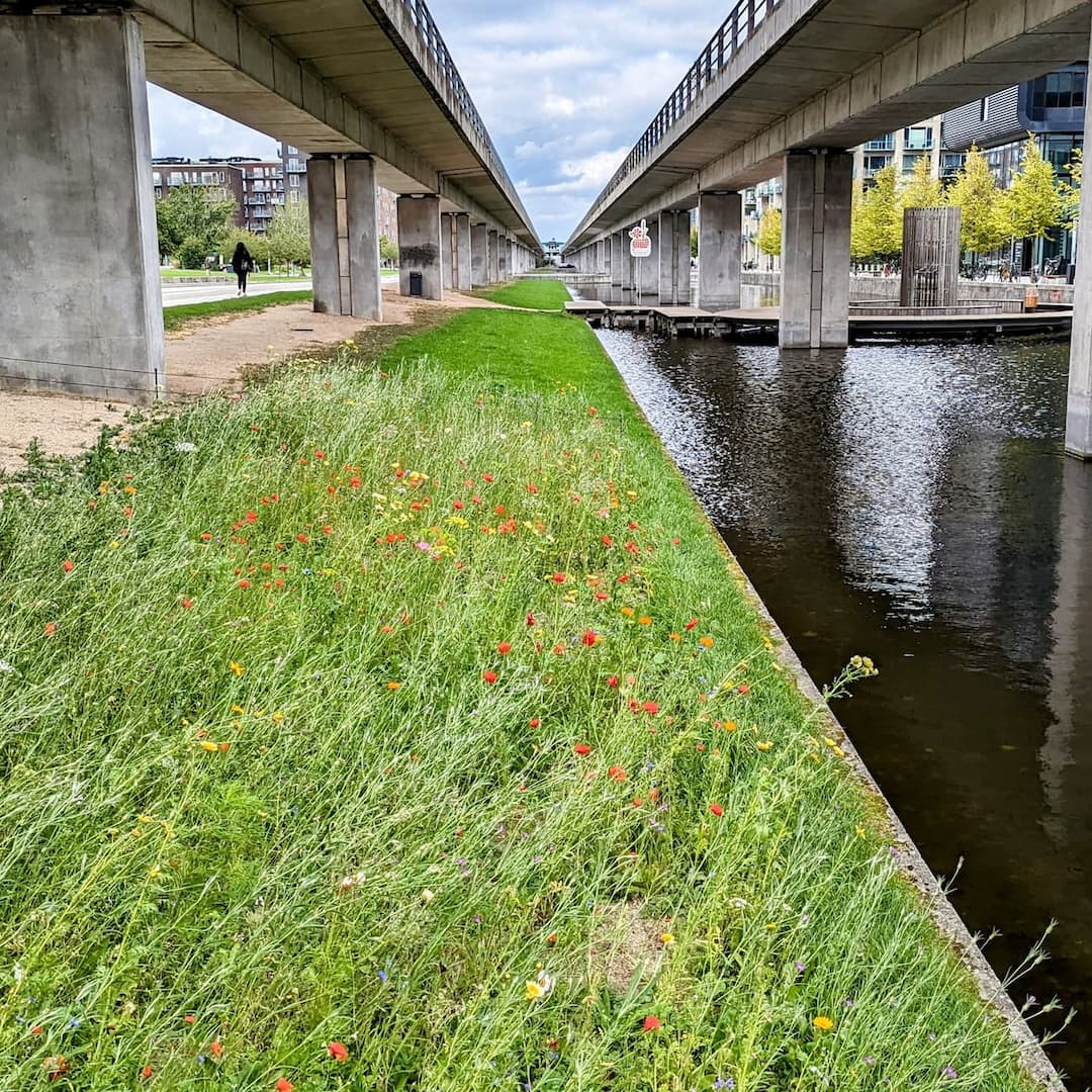 Forsøg med insektvenlige blomster under metrobanen i Ørestad City. Idéen kom fra Ørestads driftsmedarbejdere.