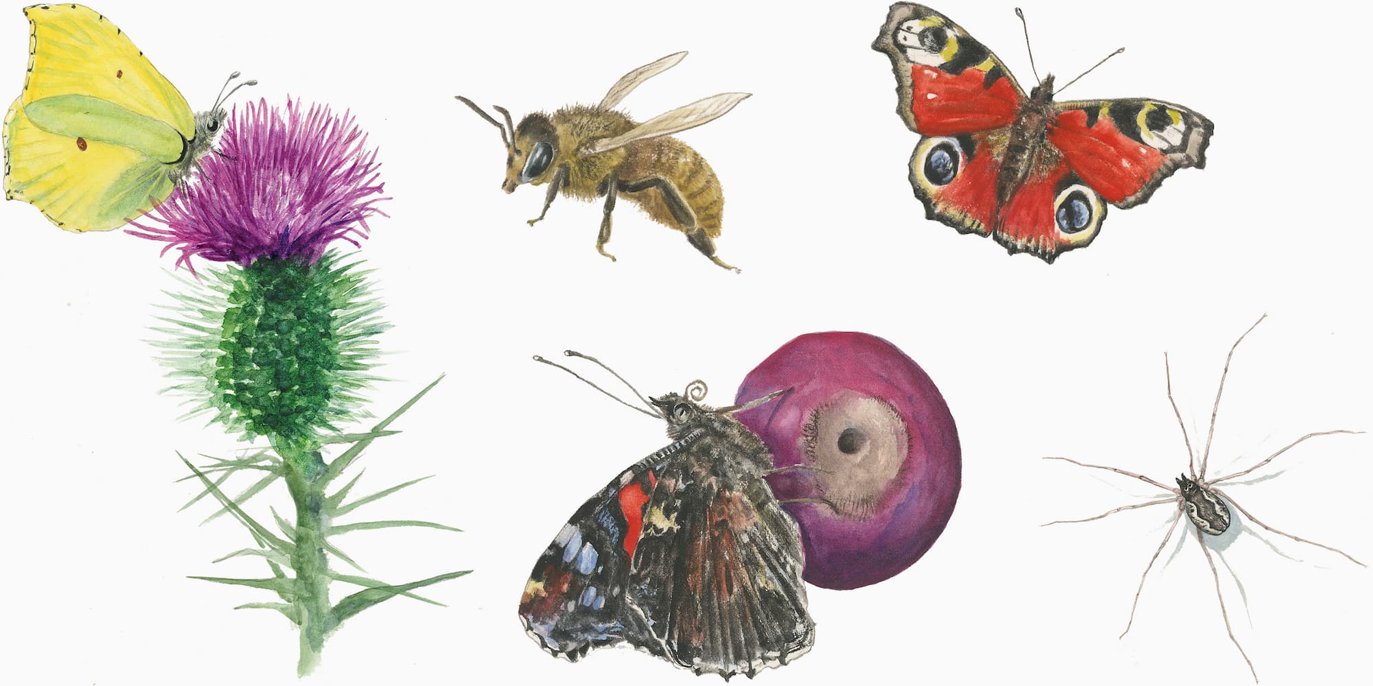 Nogle af de insekter, som er illustreret i grundejerforeningens insektsafarihæfte. Illustrationer: Jens Overgaard Christensen