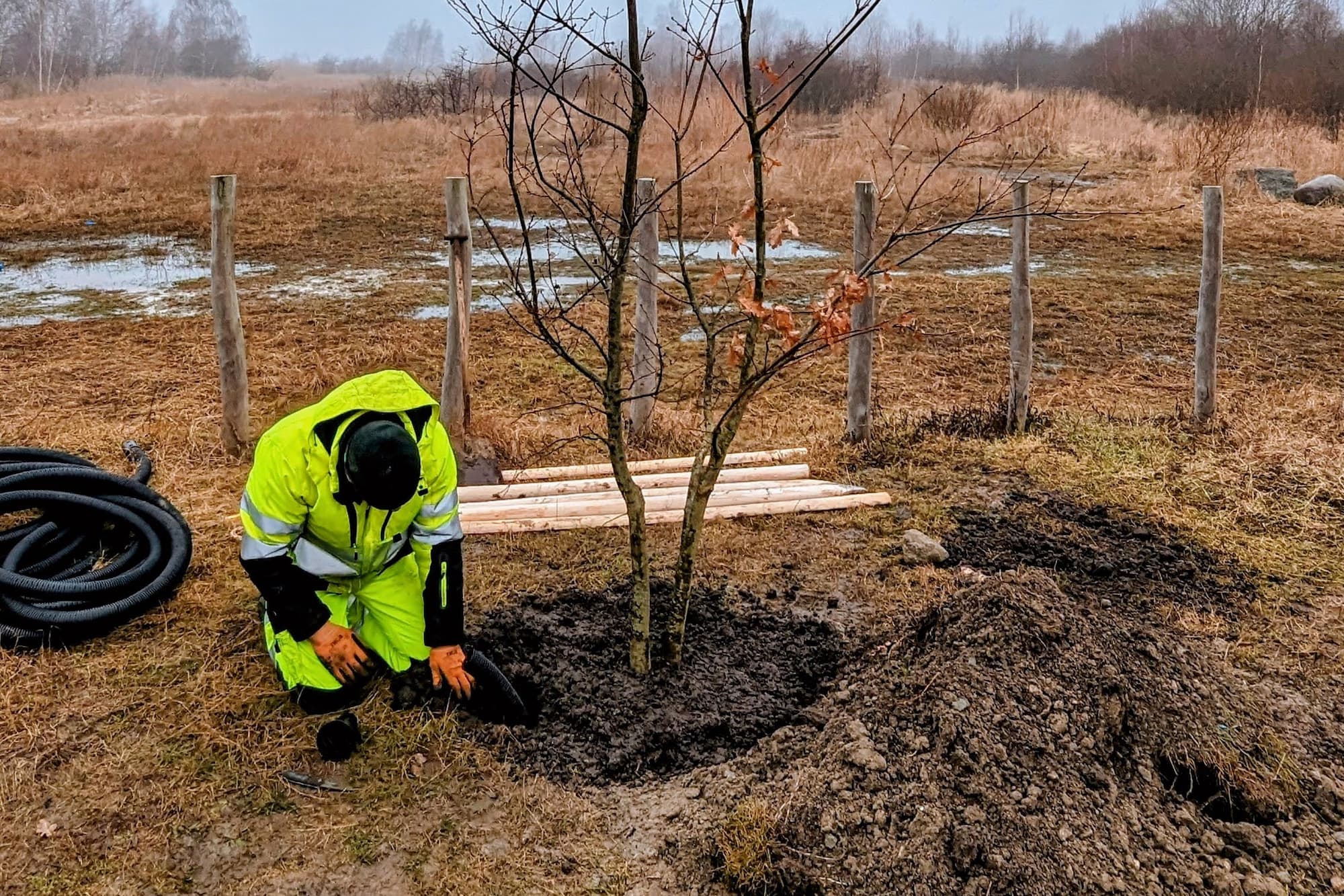 I løbet af januar og februar planter Grundejerforeningen Ørestad Arenakvarter 47 træer på Byfælleden.