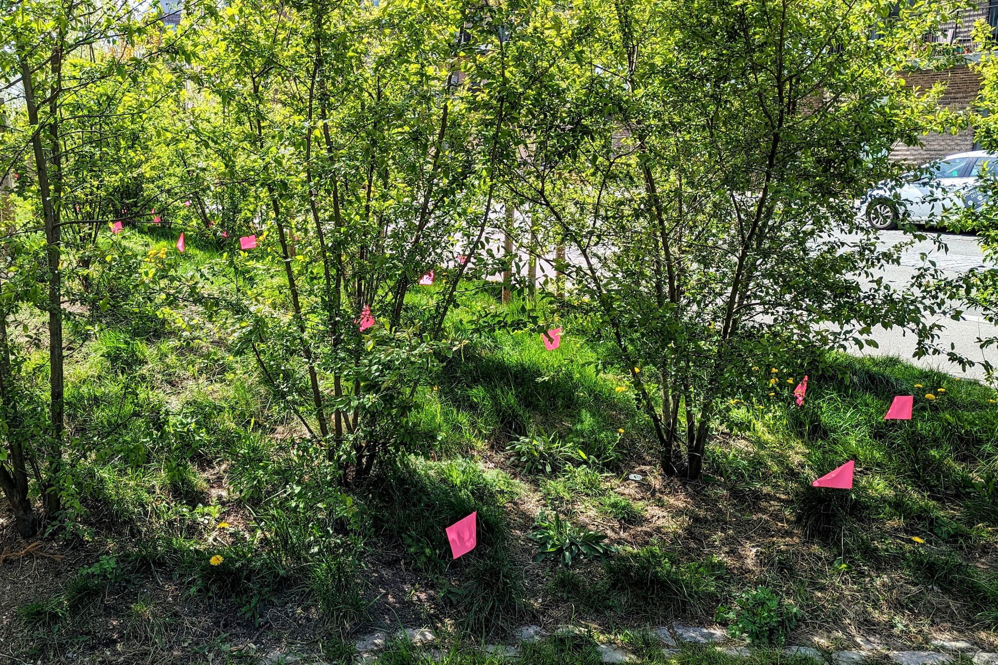 En skov af flag viser, hvor der er blevet efterladt hundelorte.