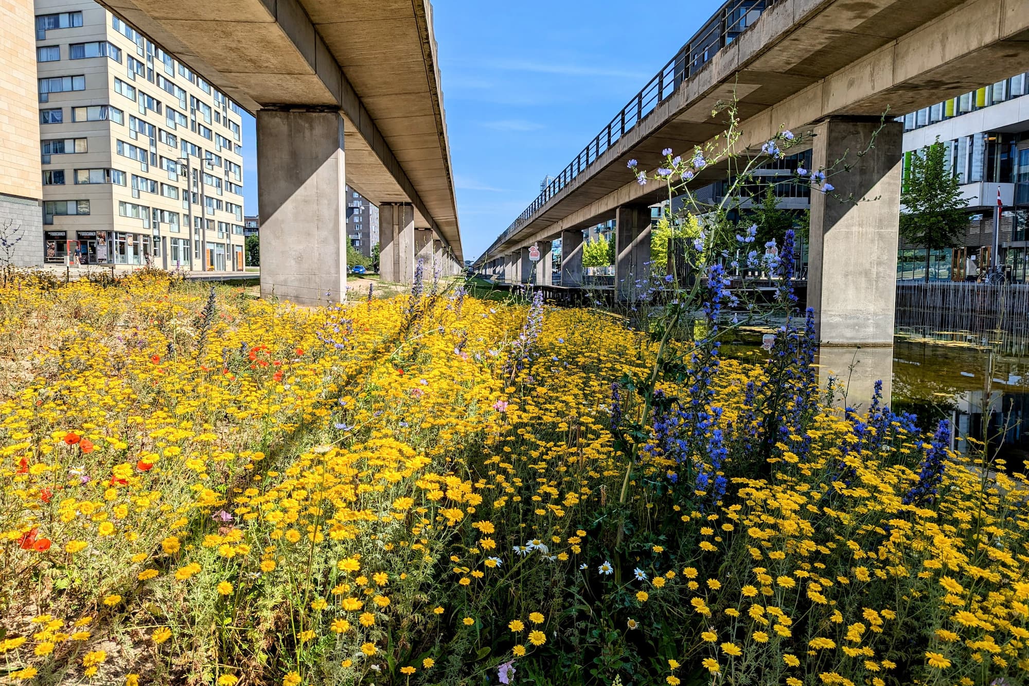 I 2023 blev et lille område over for Ørestad Bibliotek opgraderet med ny muld og insektvenlige blomster.