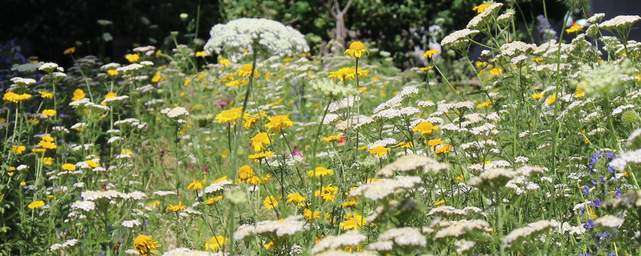 Grundejerforeningerne i Ørestad arbejder for et rart og levende miljø mellem husene – både i menneske- og plantehøjde. Nu har de udsået insektvenlige blomsterfrø over 20 steder, hvor der i dag bare er grus.