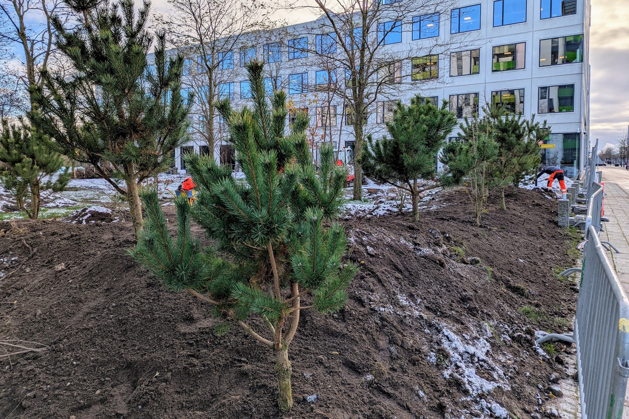 Der er allerede plantet en del træer i Bellahusparken. Når entreprenøren er færdig her, går de i gang ovre i Byparken.