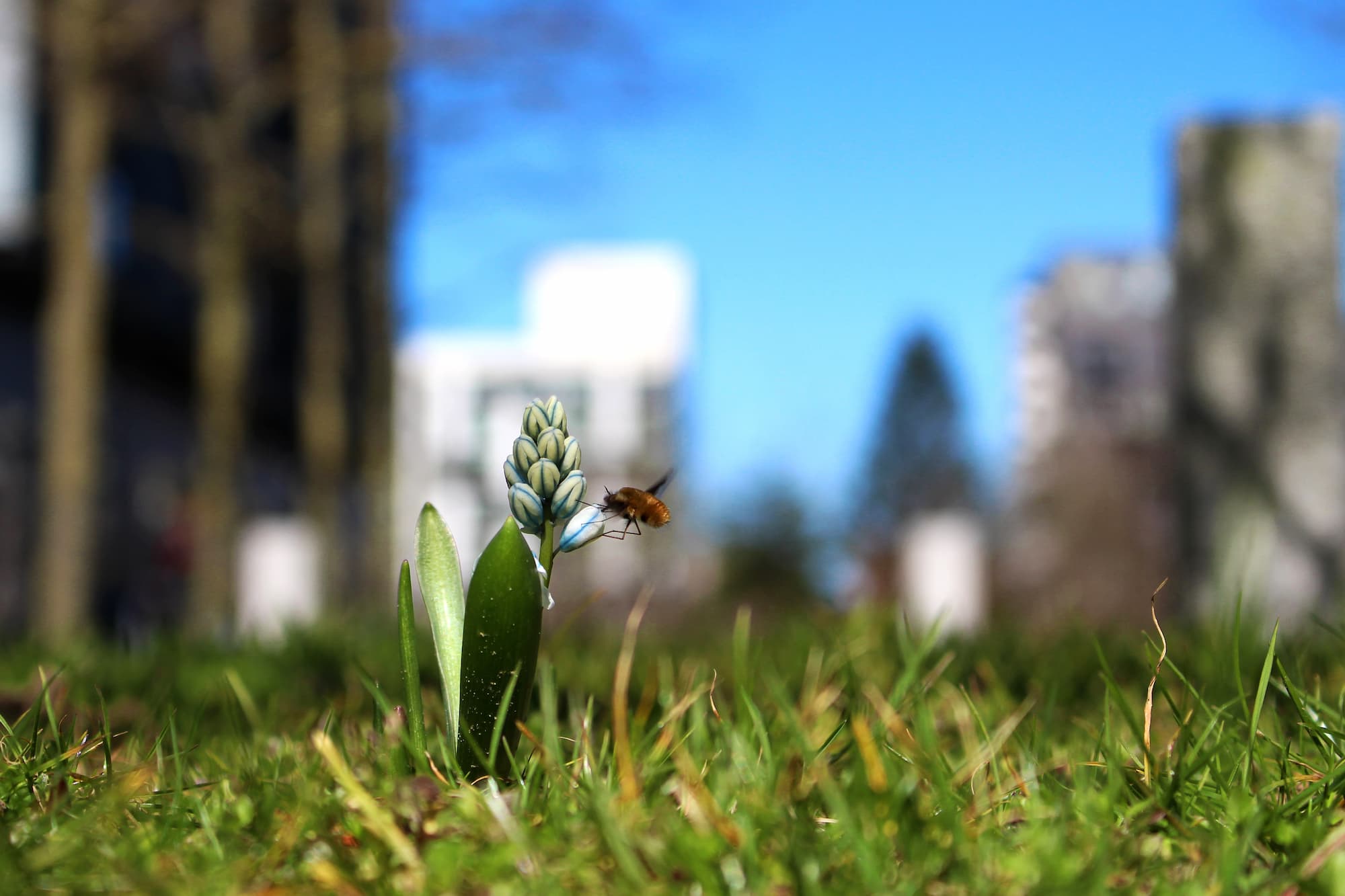 Mange forårsblomster forsyner insekter med næring et tidspunkt på året, hvor der ikke er mange andre muligheder.