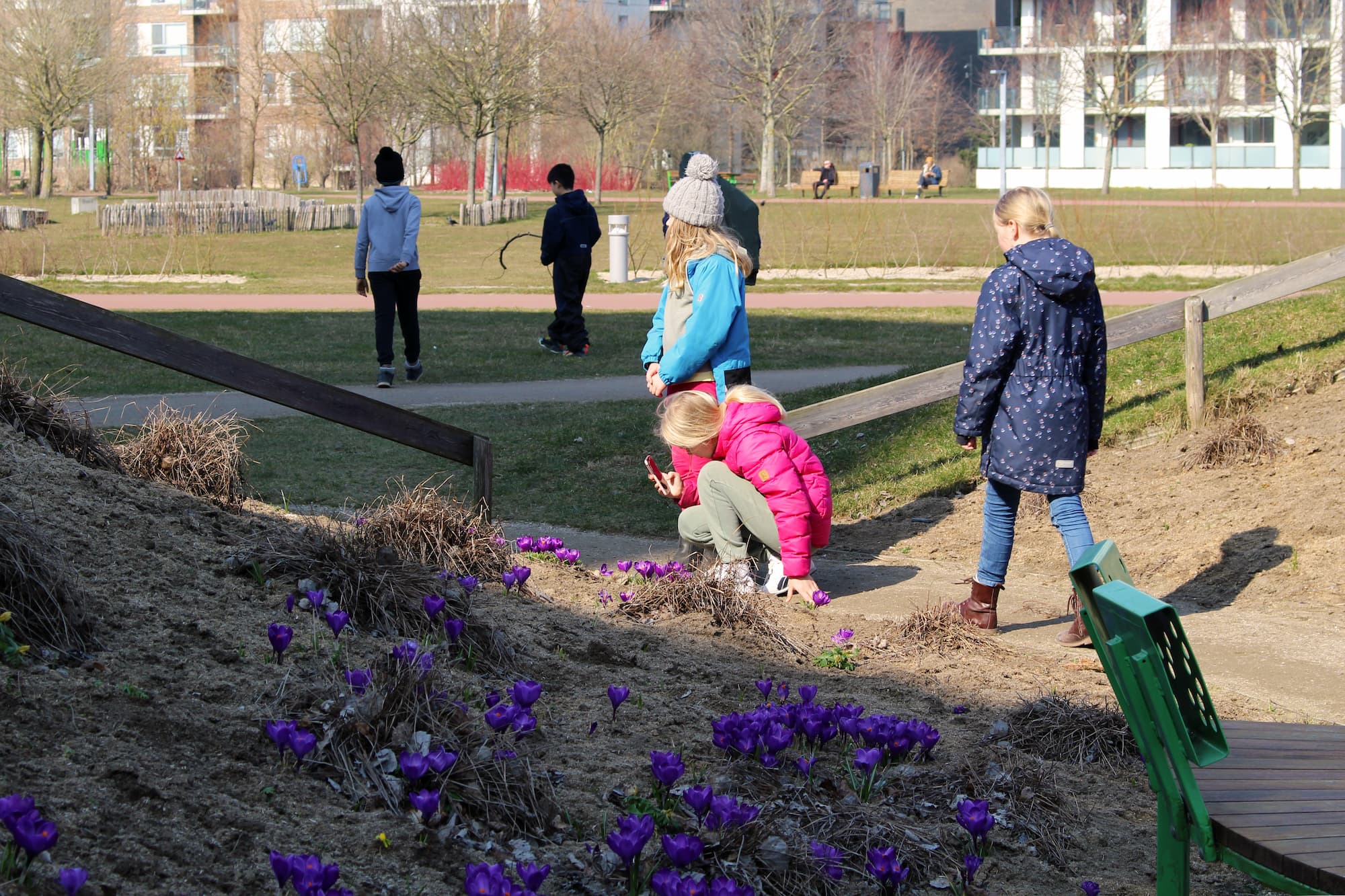 Krokus er nogle af de første løg, der springer ud. Her ser du dem ved Valentinsøen i Byparken.