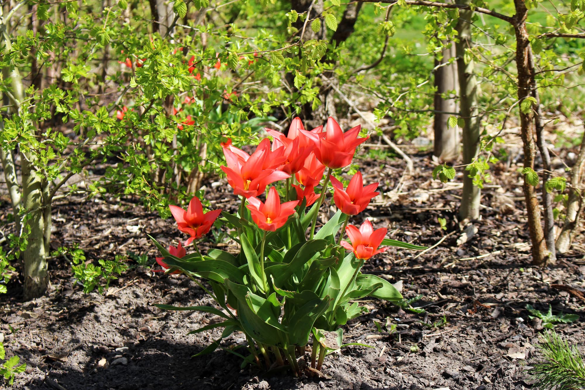 Grundejerforeningerne har sat blomsterløg som tulipaner, prydløg, perlehyacinter, påske- og pinseliljer, iris og krokus.