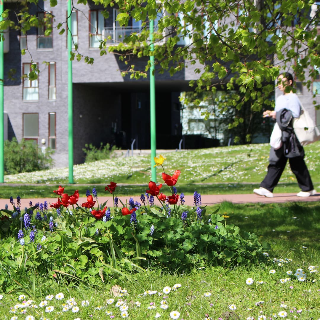 Forårsblomster i Byparken.