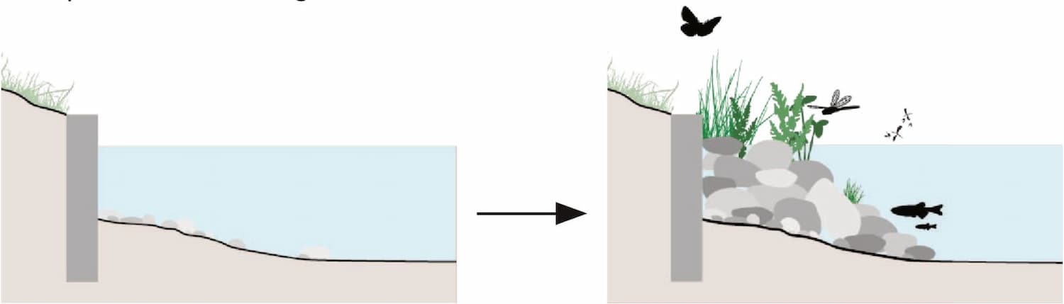 De stejle kanalkanter gør padders vej op af og ned til vandet besværlig. Forsøget går derfor ud på at lave korridorer ved hjælp af stenbrinker og vandplanter. Visu: SLA
