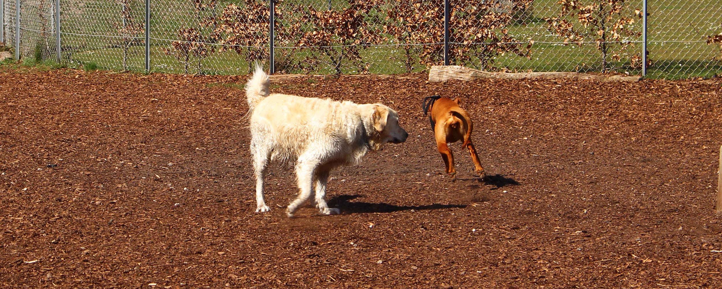 Hunde leger i hundegård.