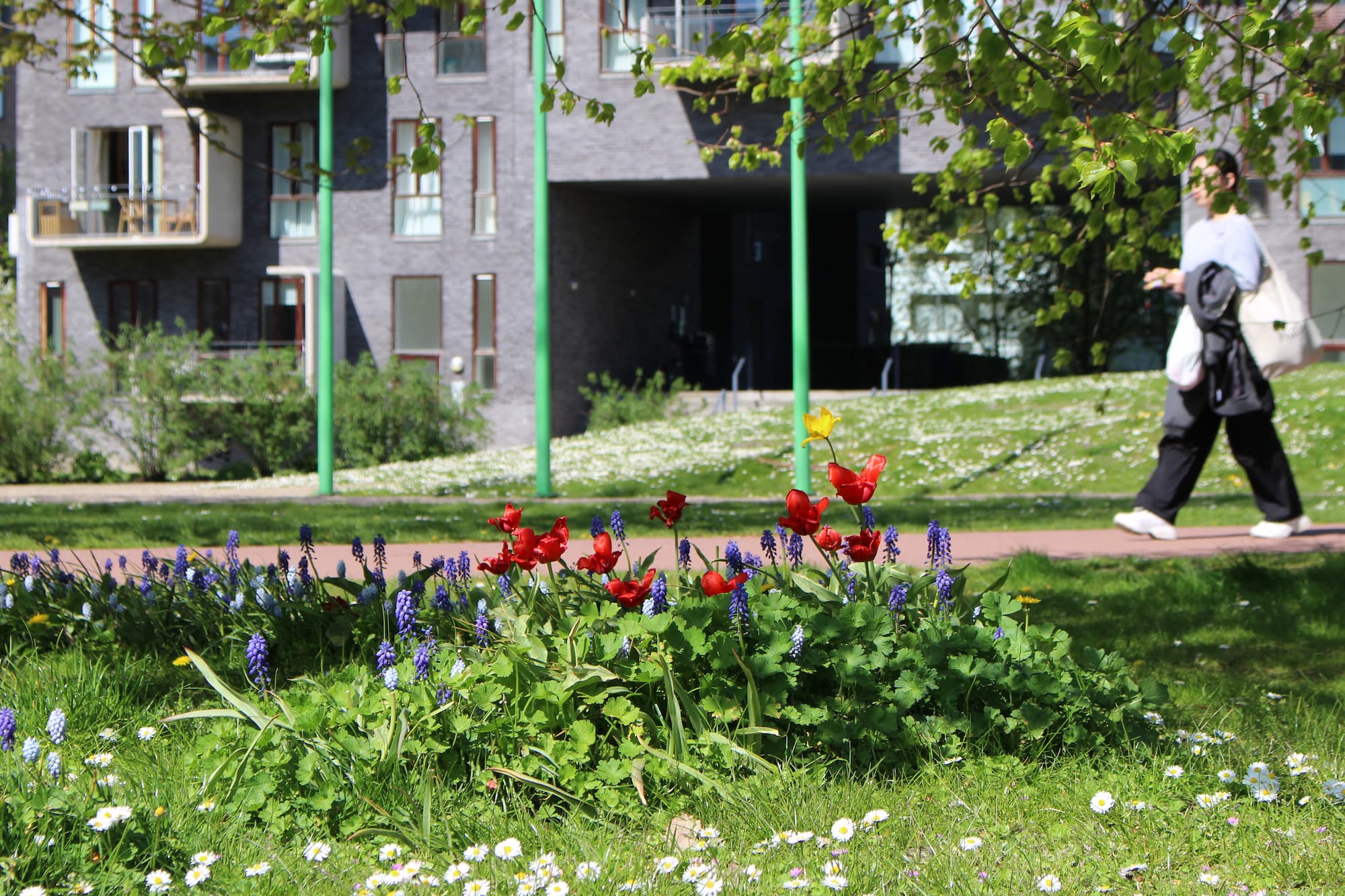 Forårsblomster i Byparken.