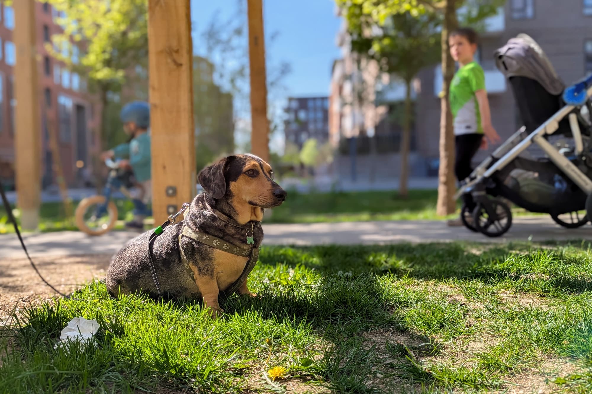 Gravhund i Parkrummet ved LeLop i Ørestad Syd.