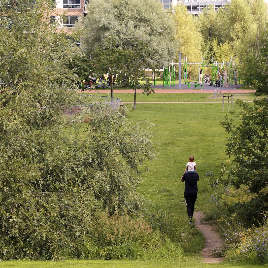 Store, gamle træer i Byparken i Ørestad City. Grundejerforeningerne har i fællesskab vedtaget en træpolitik, som skal sikre, at træer i foreningernes områder bliver bevaret, mens træbestanden øges.