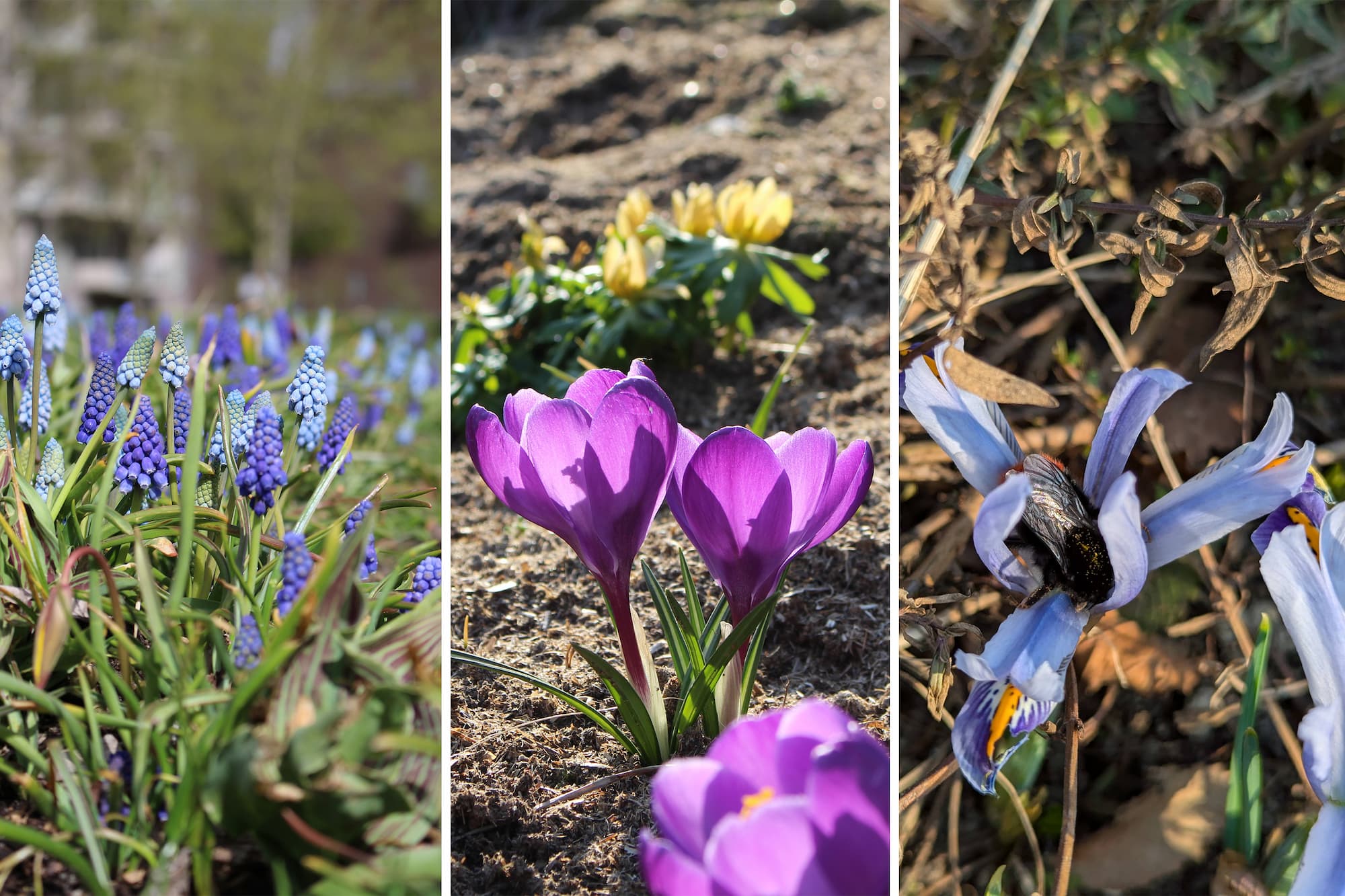 Perlehyacinter, krokus og iris er tre af de forårsbebudere, som venter på at spire i Ørestad Syd.