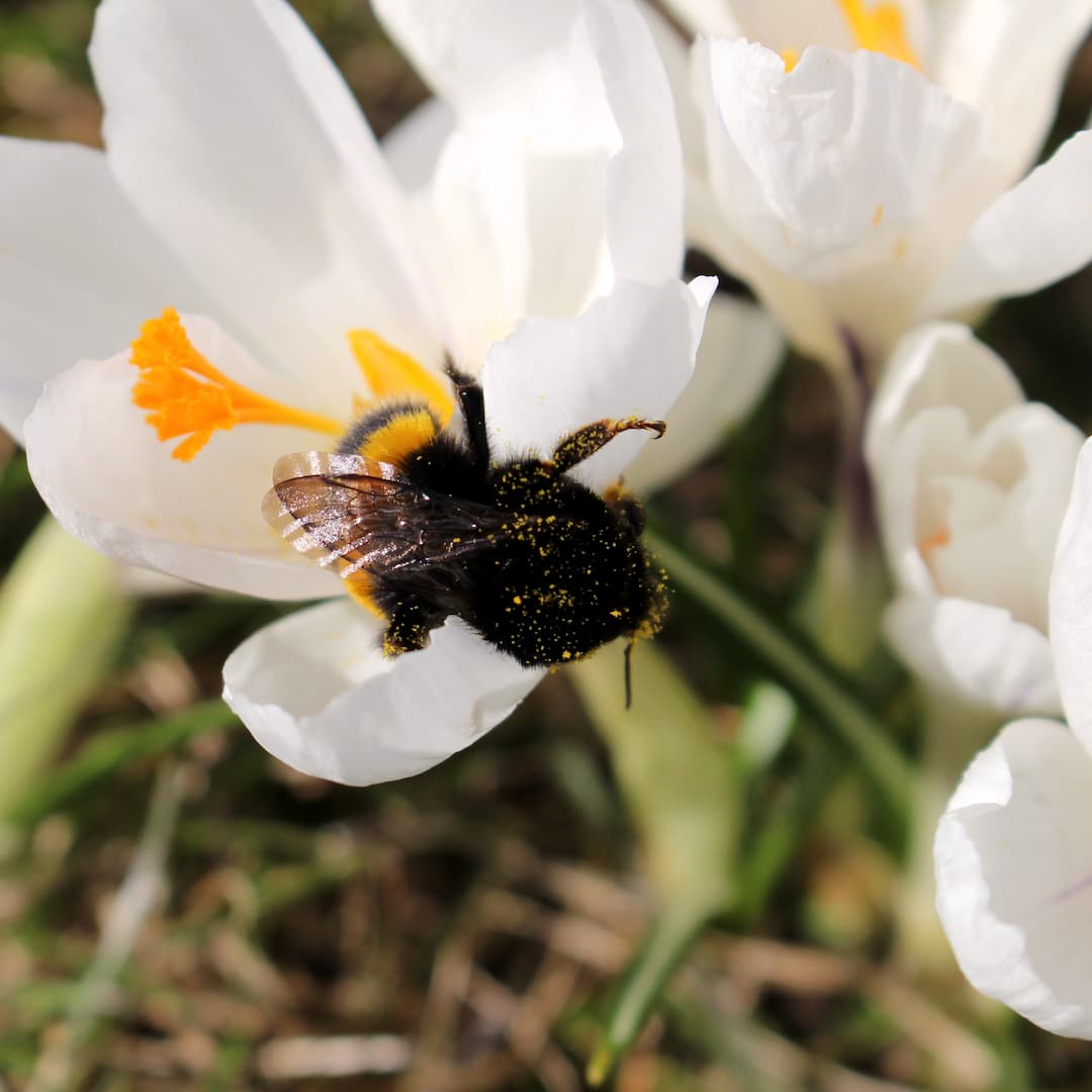 En humlebi mæsker sig i en krokus.
