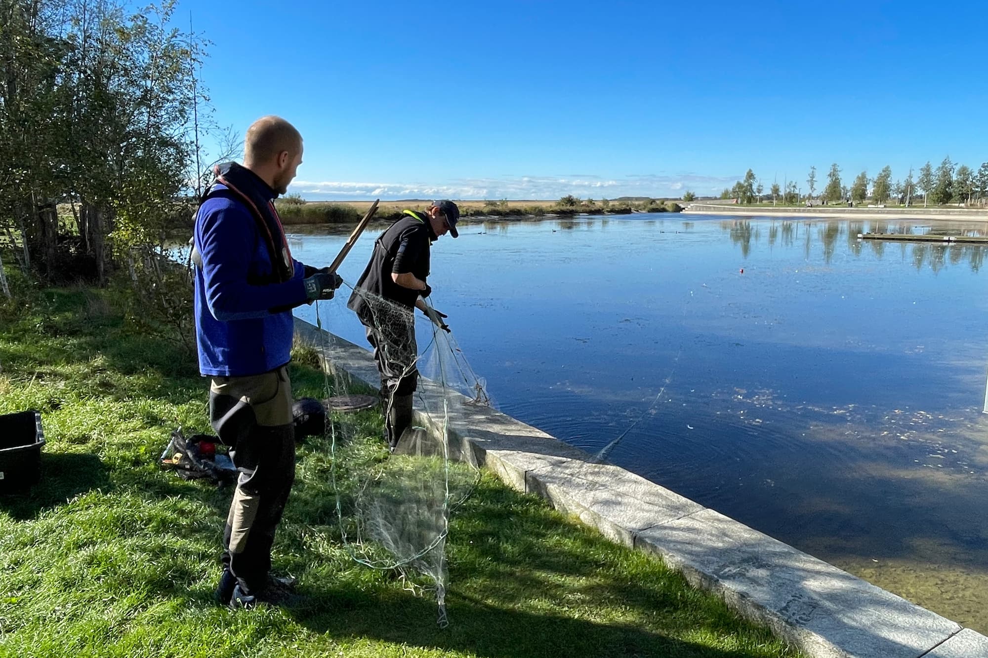 Ørestad Vandlaug undersøger fiske- og plantelivet i flere af bydelens kanaler og søer.