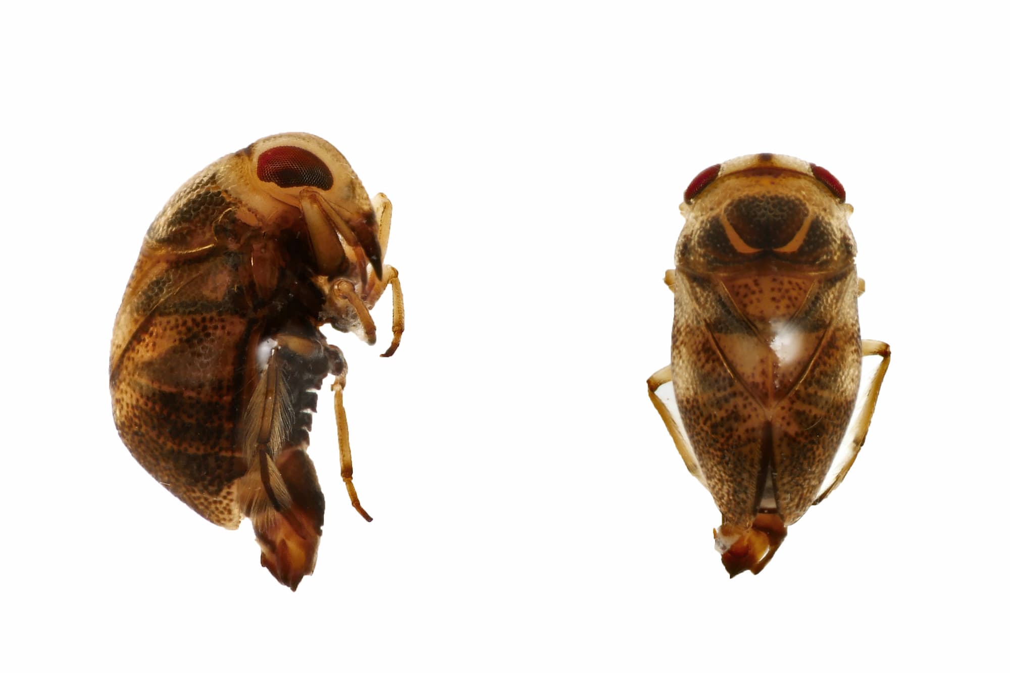 Dværgrygsvømmeren 'Plea crypticus' er observeret for første gang i Danmark lige netop i Ørestad. Foto: Johan Kjær Prehn