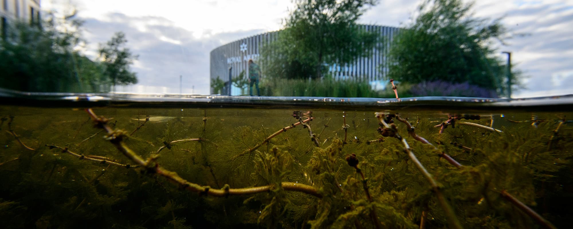 Kanalerne og søerne i Ørestad er etableret som tekniske anlæg. Alligevel peger Vandlaugets undersøgelser på, at vandmiljøerne også understøtter en mangfoldig biodiversitet.