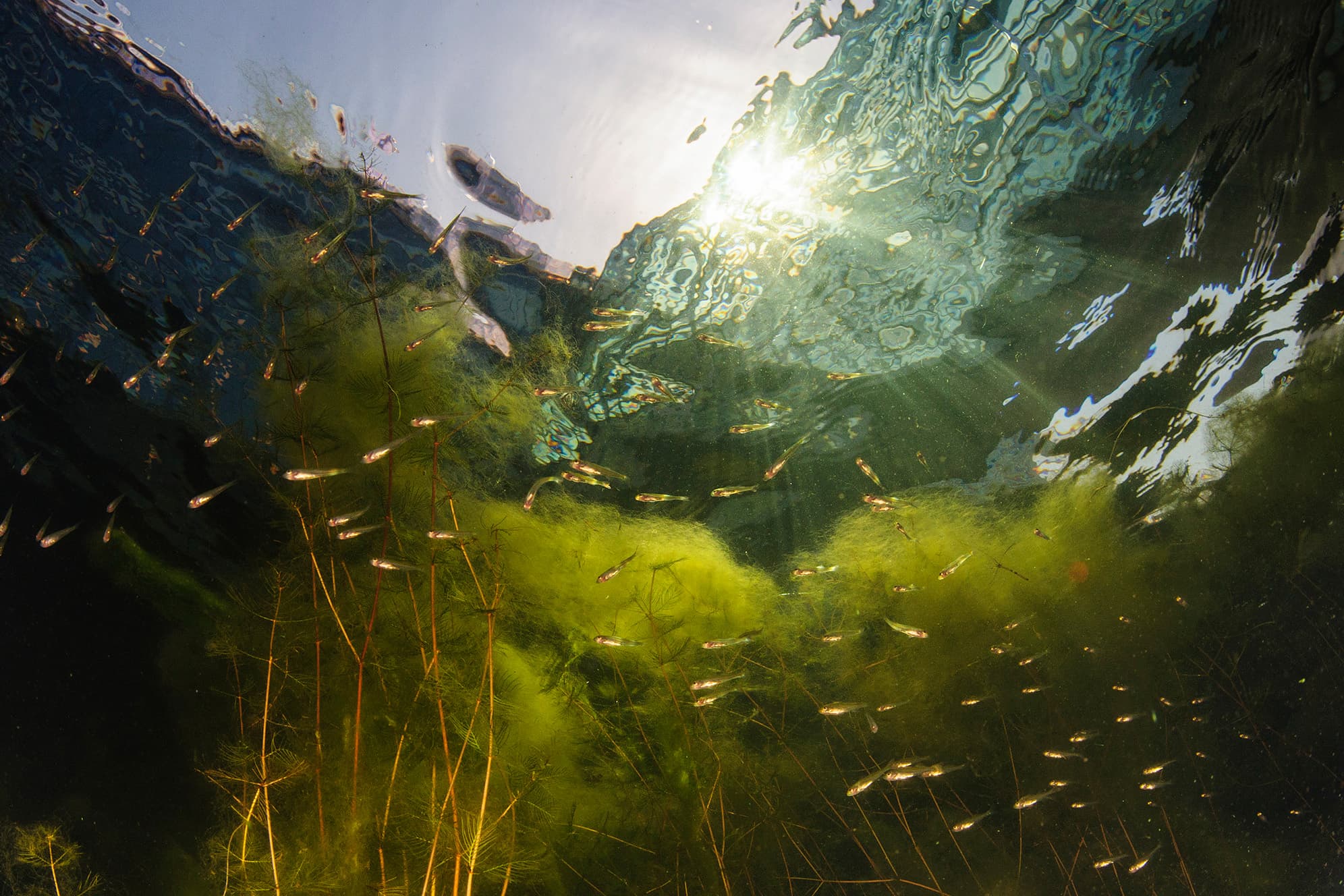 Sådan ser der f.eks. ud under overfladen i Universitetskanalen ved DR Byen. Foto: Rambøll