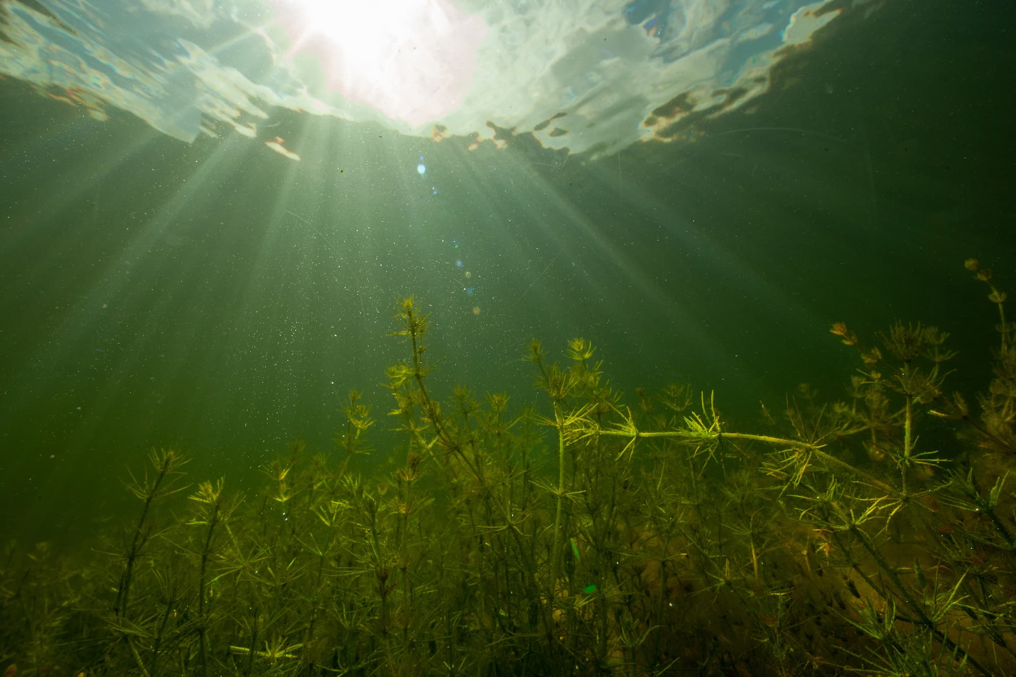 Vandlaugets planteundersøgelser i 2025 peger på, at der generelt er mange vandplanter og relativt klart vand i Ørestads kanaler.
