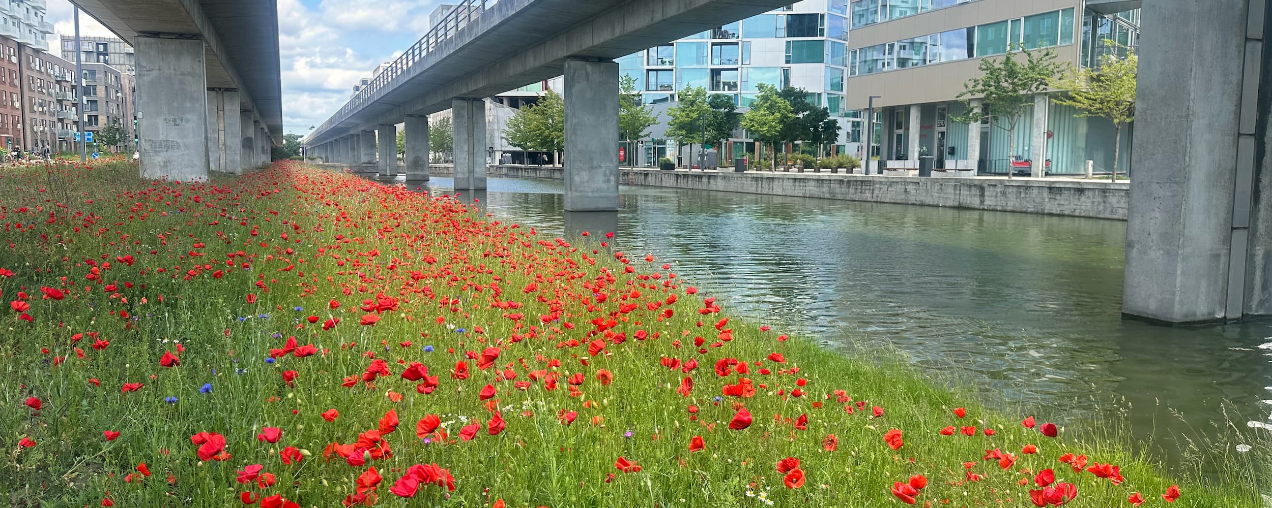 Mange mennesker har deres daglige gang langs arealet under metroen, hvor der de fleste steder bare er græs. Grundejerforeningen Ørestad City har gode erfaringer fra tidligere tiltag og udsår nu blomster under banen, der kan puste nyt liv i byrummet.