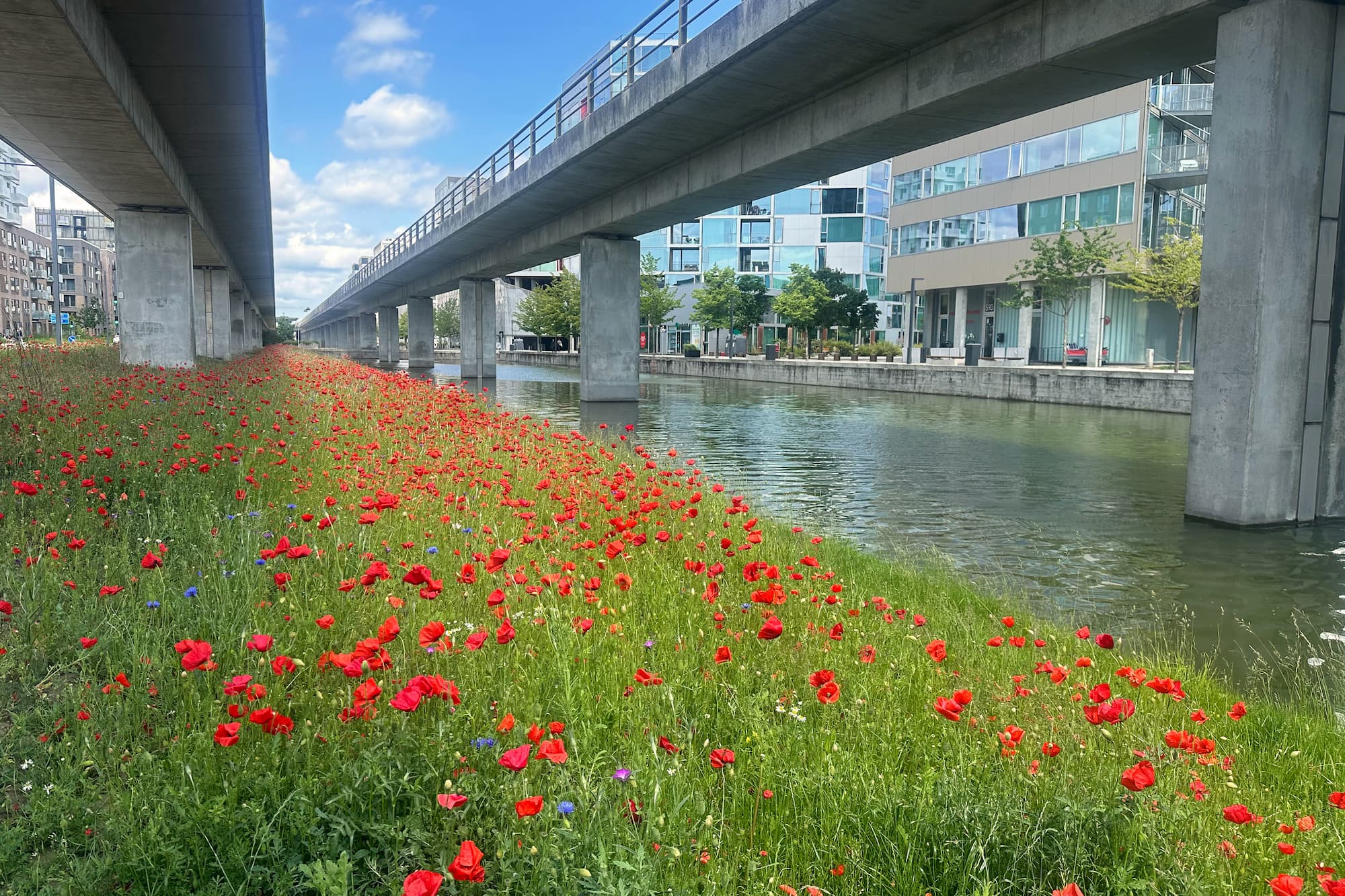 Grundejerforeningen Ørestad City har gode erfaringer fra tidligere tiltag under metrobanen. Billedet her er taget i juni 2025.