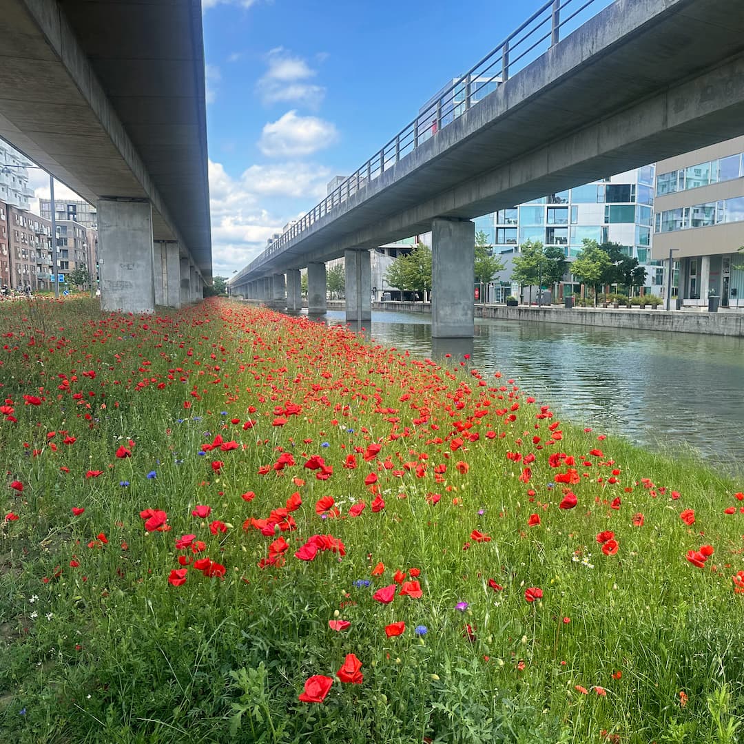 Mange mennesker har deres daglige gang langs arealet under metroen, hvor der de fleste steder bare er græs. Grundejerforeningen Ørestad City har gode erfaringer fra tidligere tiltag og udsår nu blomster under banen, der kan puste nyt liv i byrummet.
