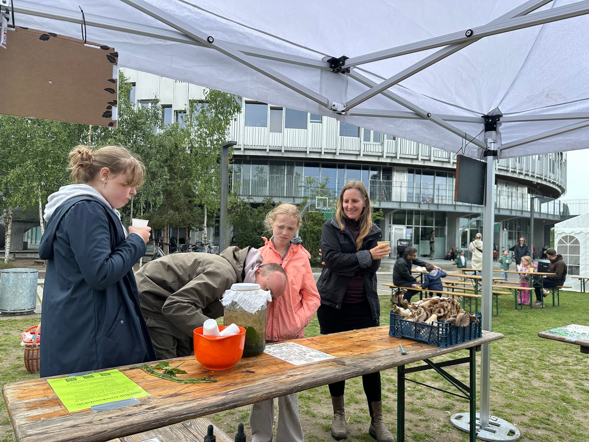 Hos Bylandbruget Baggården kunne man lære at dyrke sine egne østershatte på kaffegrums.