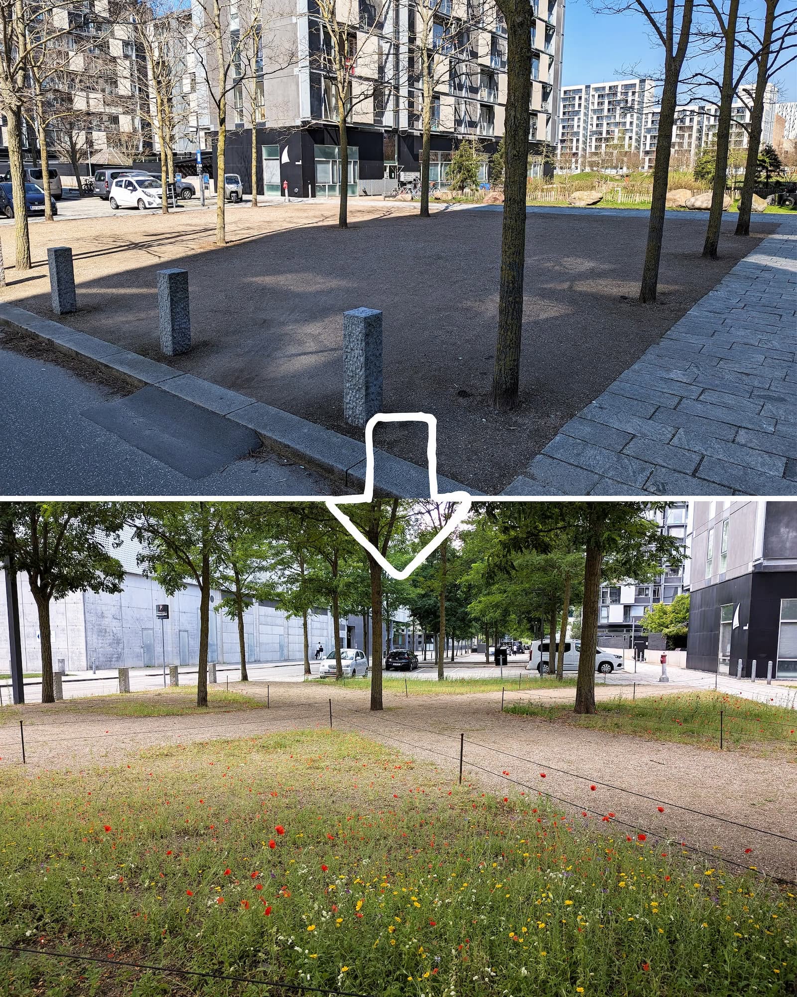 På Edvard Thomsens Vej har grundejerforeningen udsået blomster på et stykke, hvor der før bare var grus.